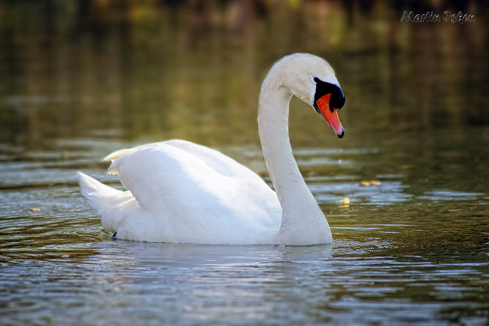 ....ein ganz normaler Schwan.....