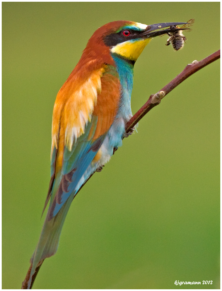 ein ganz schön bunter vogel.......