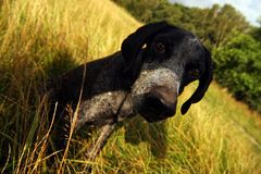 ein ganz schön schräger Hund