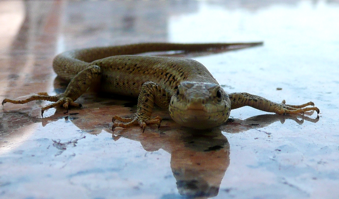 ein ganz schöner Gecko