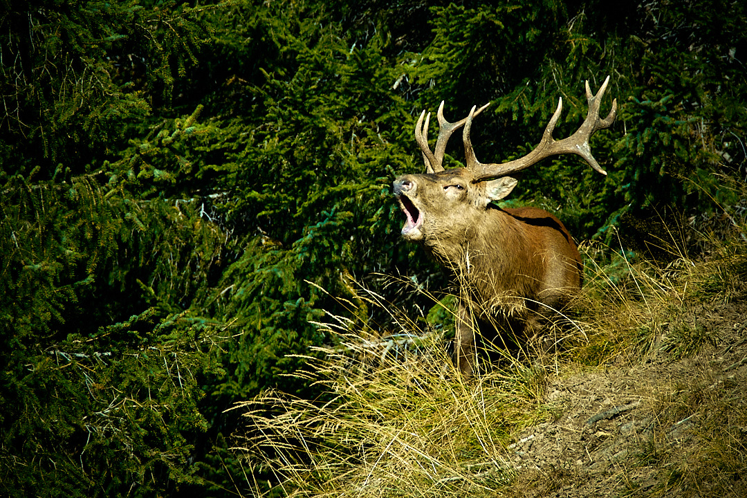 Ein ganz spezieller Hirsch