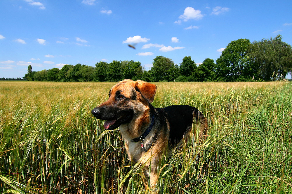 Ein ganz spezieller Hund