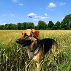 Ein ganz spezieller Hund