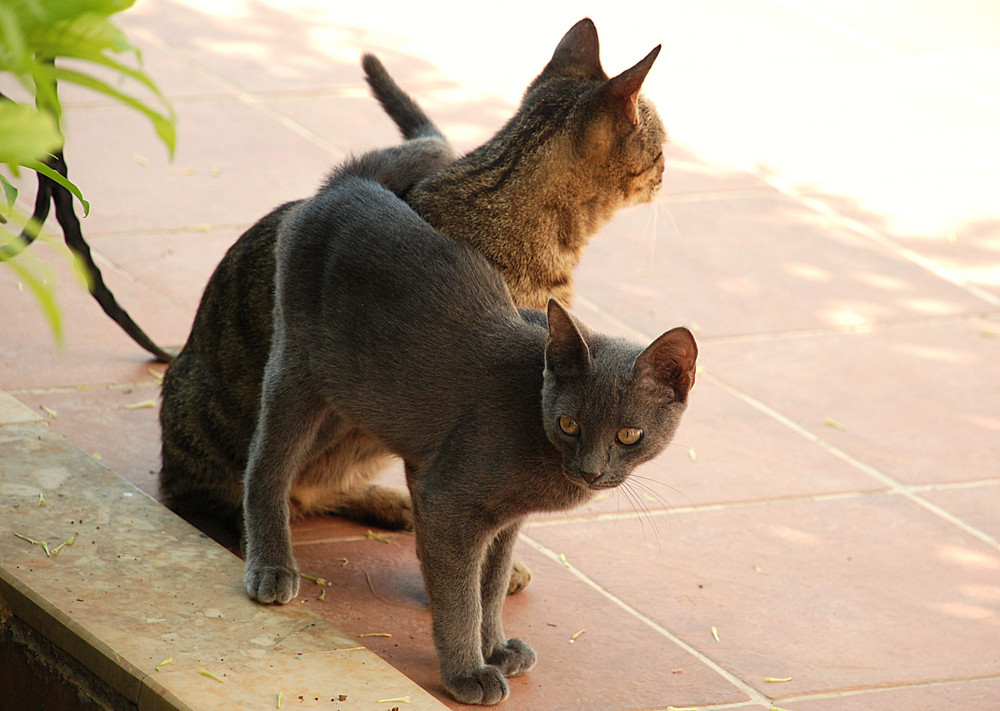 Ein ganz Süßer mit Mami # Gatito con mamá