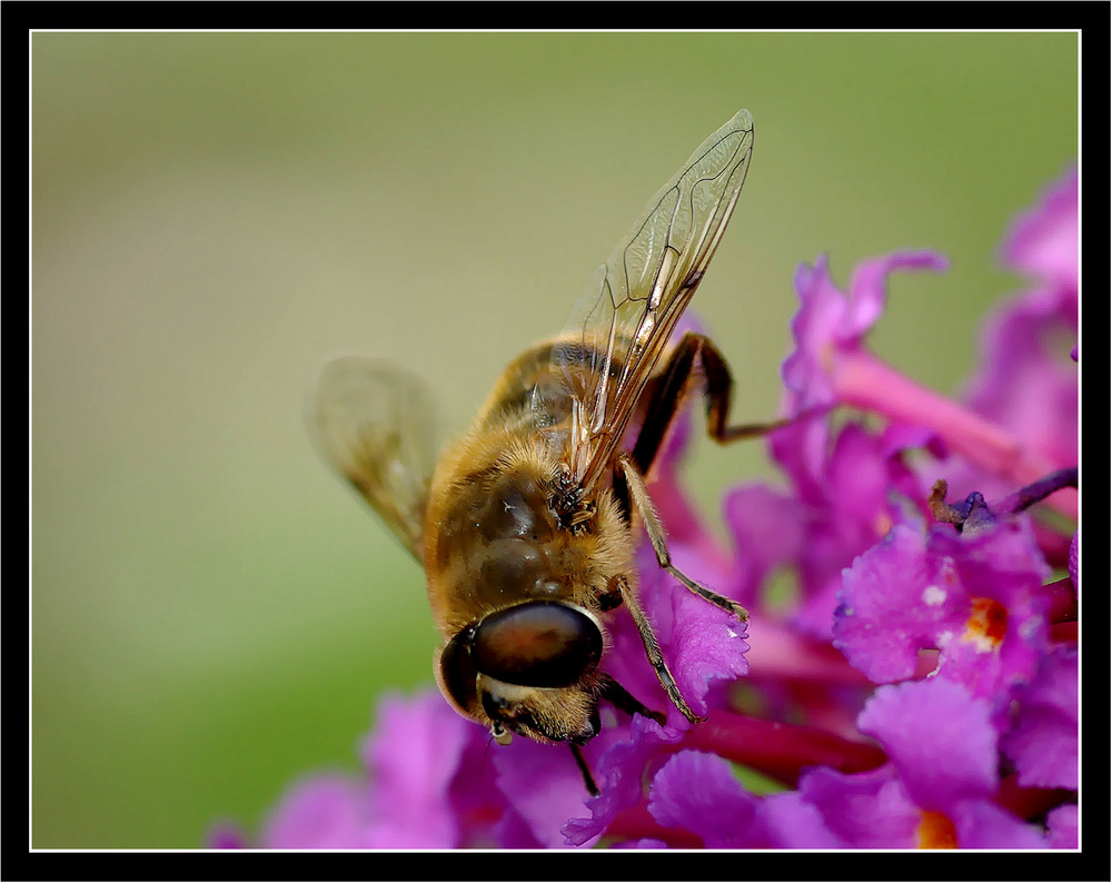 Ein ganz toller Brummer