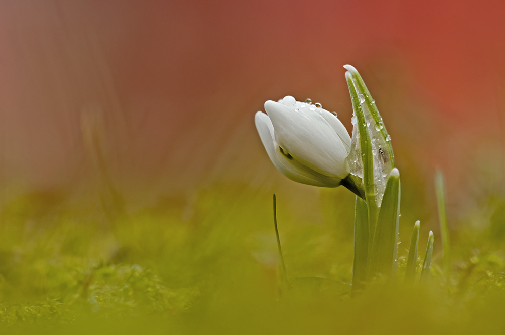 Ein ganz wenig Frühling