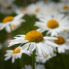 "Ein ganzes Blütenmeer am Wegesrand II"