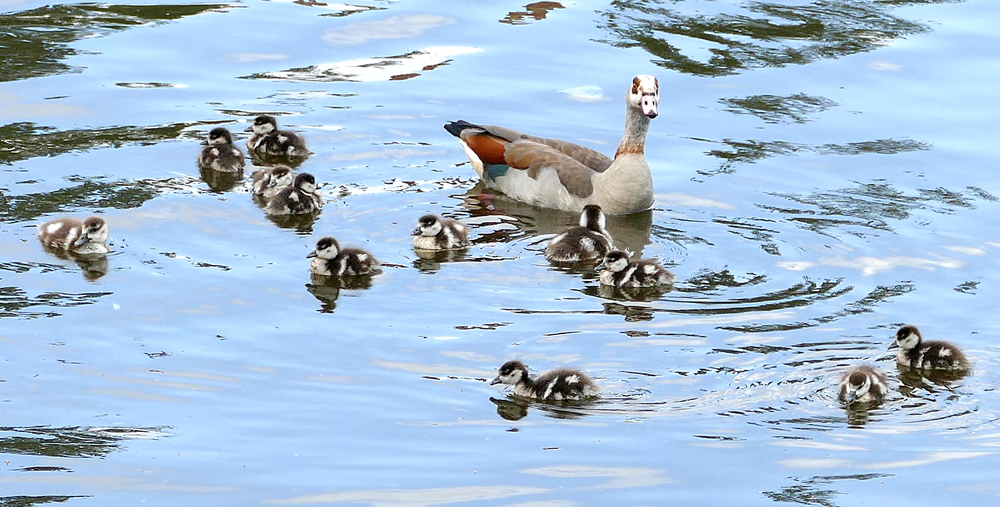 ...ein ganzes Dutzend...