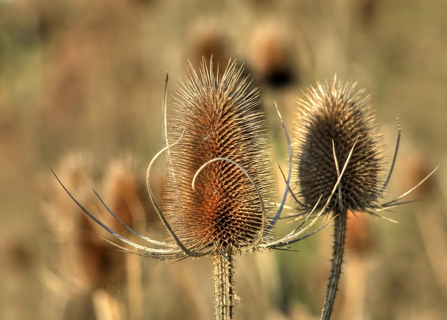 Ein ganzes Feld voller Wilder Karden...(aktuelle Herbstversion)