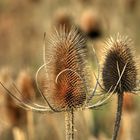 Ein ganzes Feld voller Wilder Karden...(aktuelle Herbstversion)