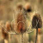 Ein ganzes Feld voller Wilder Karden...(aktuelle Herbstversion)