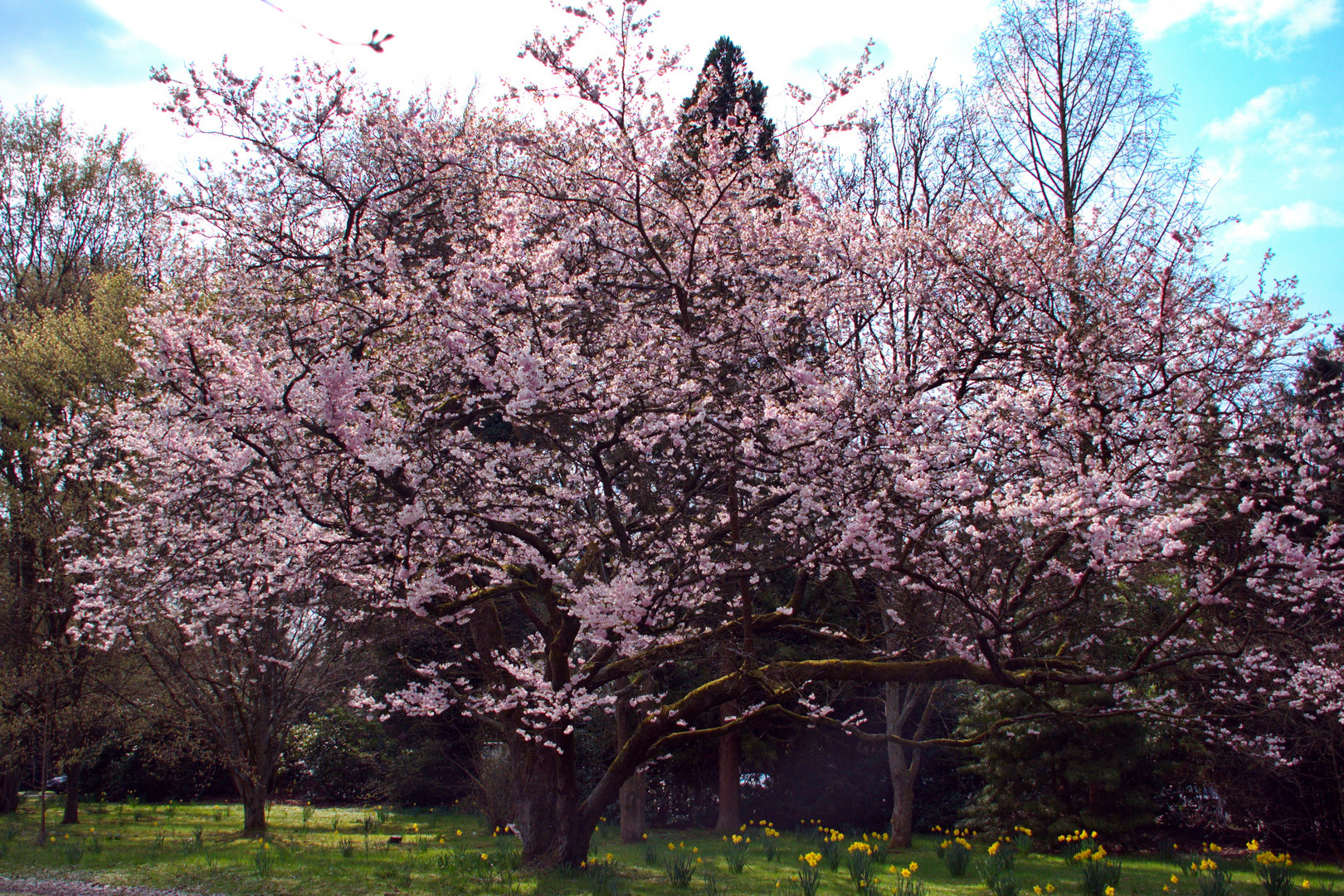 Ein ganzes Foto mit Kirschblüten