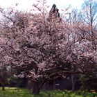 Ein ganzes Foto mit Kirschblüten