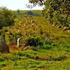 ein gar steiniger Weg....