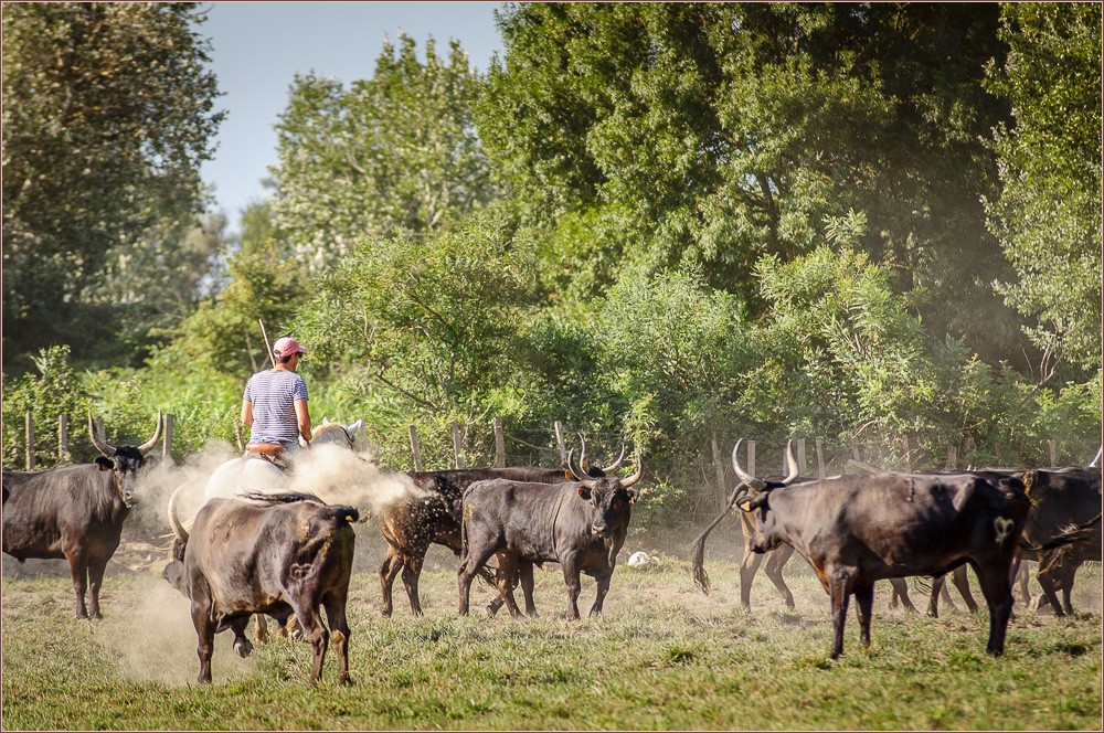 Ein Gardian reitet in die Herde