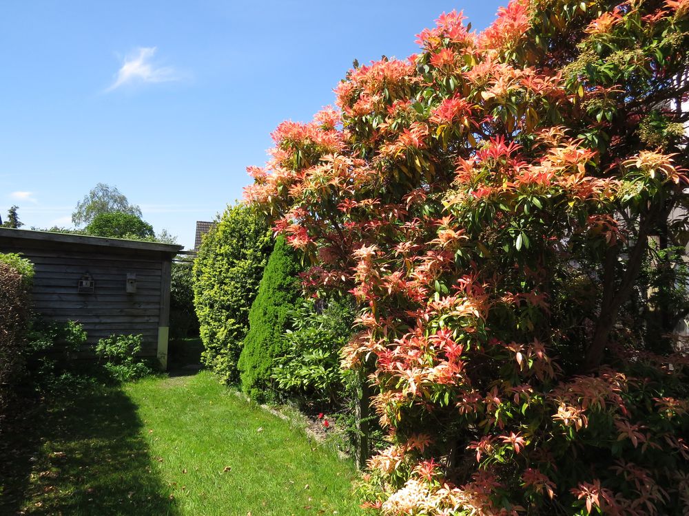  Ein Garten