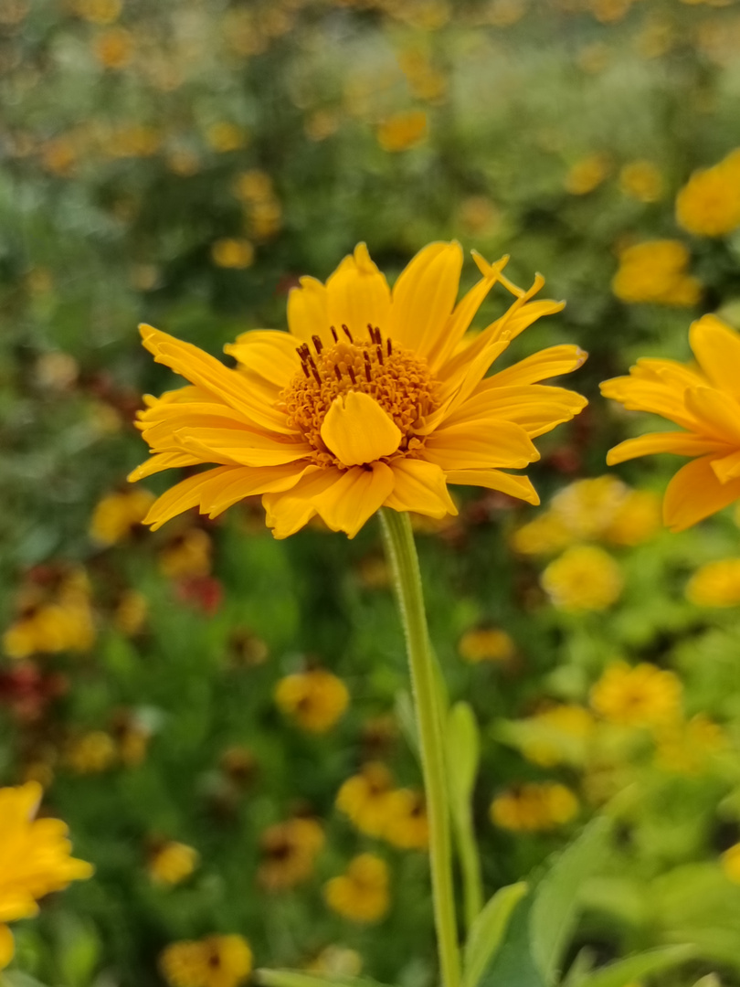 Ein Garten-Sonnenauge 