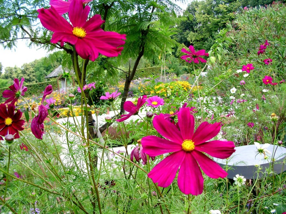 Ein Garten voller Blumen