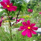 Ein Garten voller Blumen