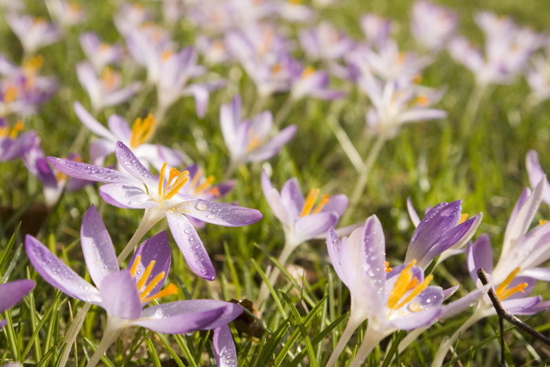 Ein Garten voller Krokusse