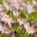 Ein Garten voller Krokusse