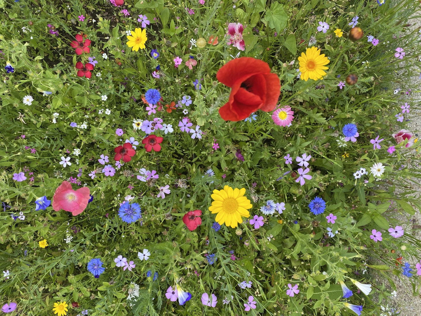 Ein Garten voller Möglichkeiten 