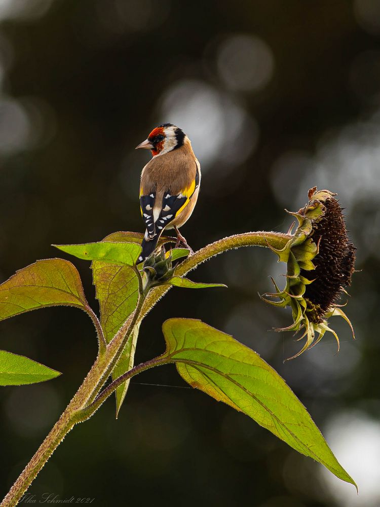 Ein Gartenbesucher,....