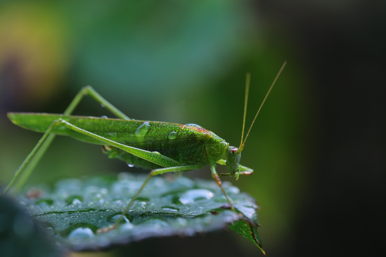 ein Gartenbesucher