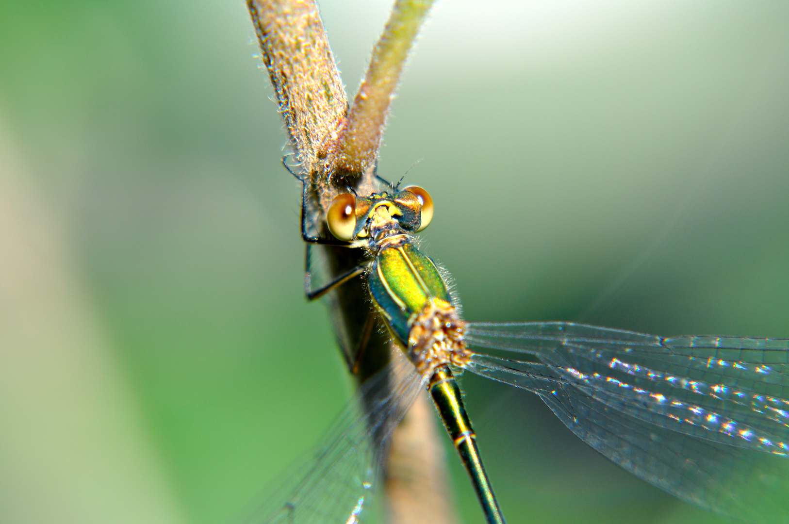 Ein Gartenbesucher