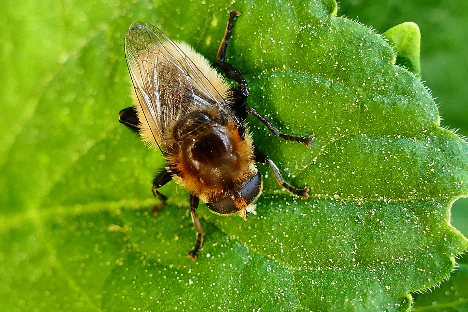 Ein Gartenbewohner