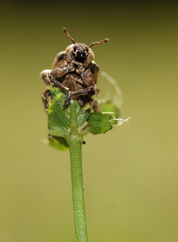 Ein Gartenbewohner