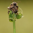 Ein Gartenbewohner