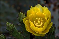 - ein Gartenblümchen -