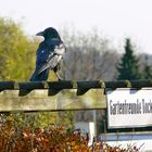 ein Gartenfreund