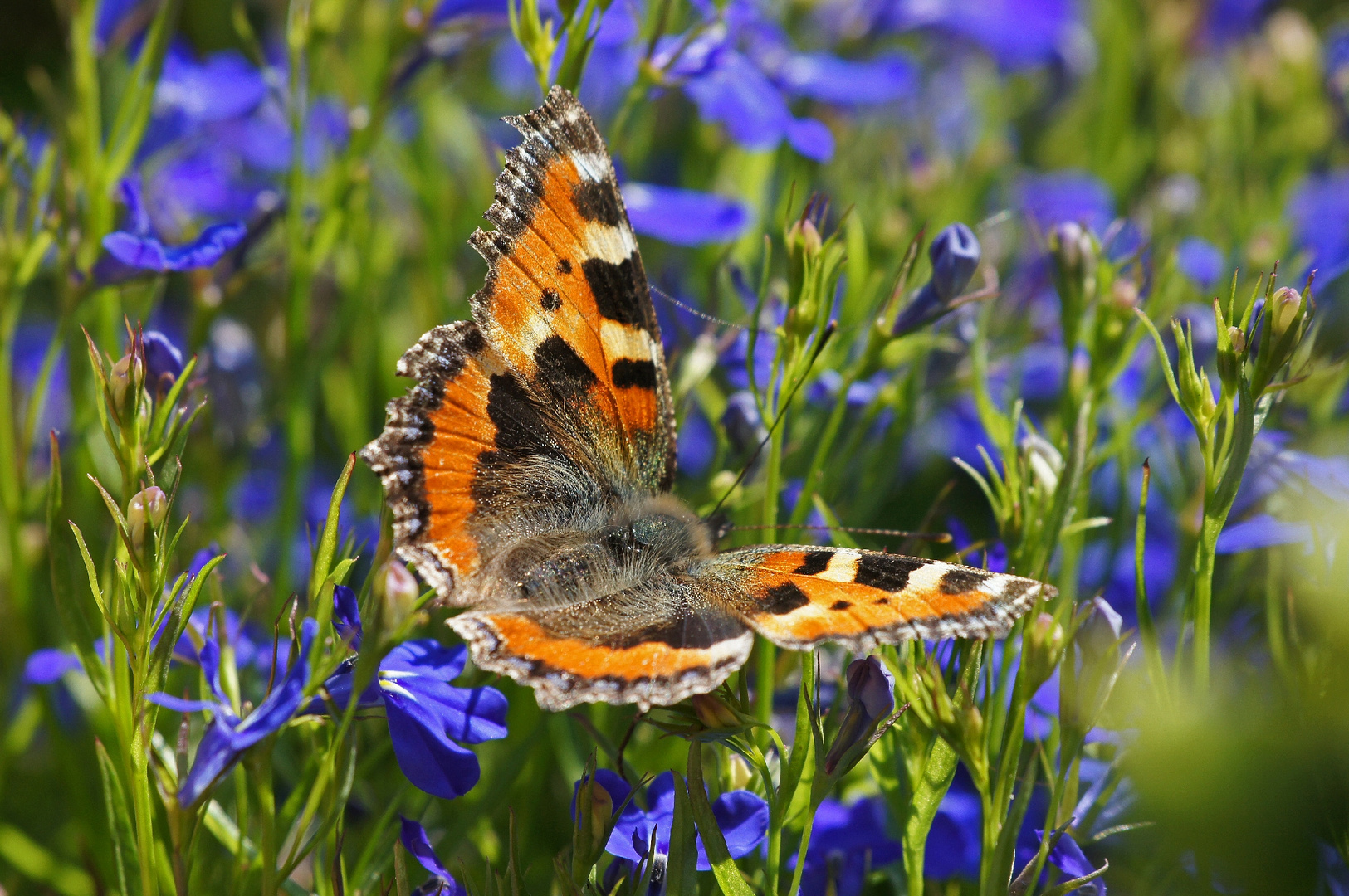 Ein Gartenfuchs