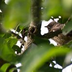 Ein Gartenrotschwanz wird flügge -Teil 2-