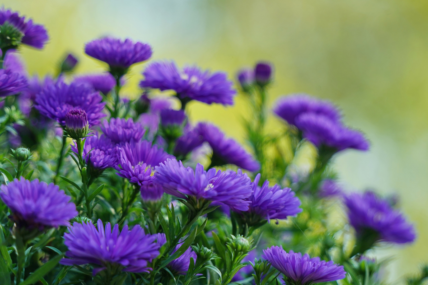 Ein Gartenrundgang