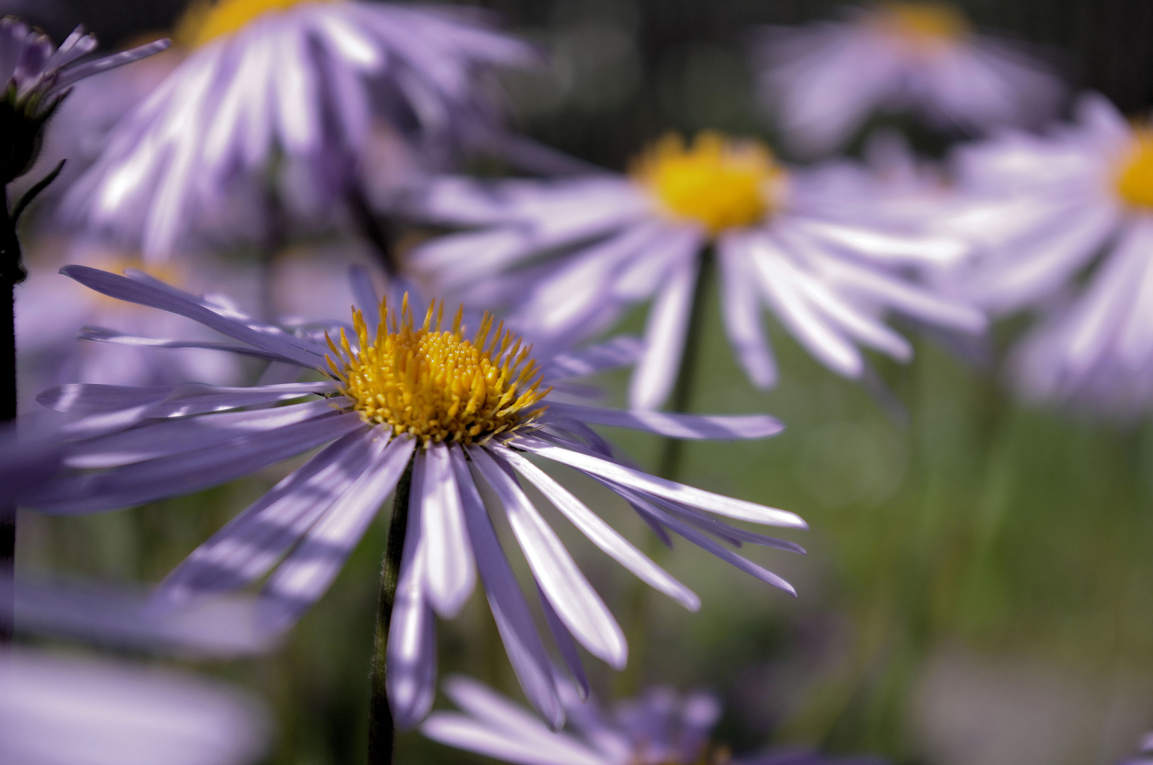 Ein Gartentag