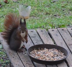 Ein Gast am Vogelfutter.