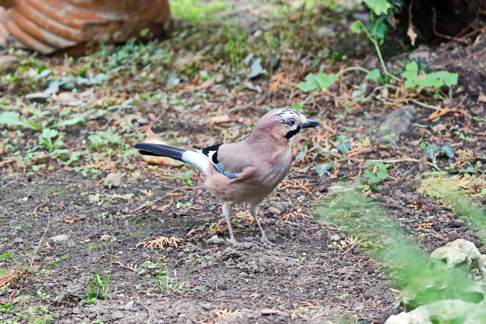 ein Gast im heimischen Garten :-)