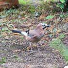 ein Gast im heimischen Garten :-)