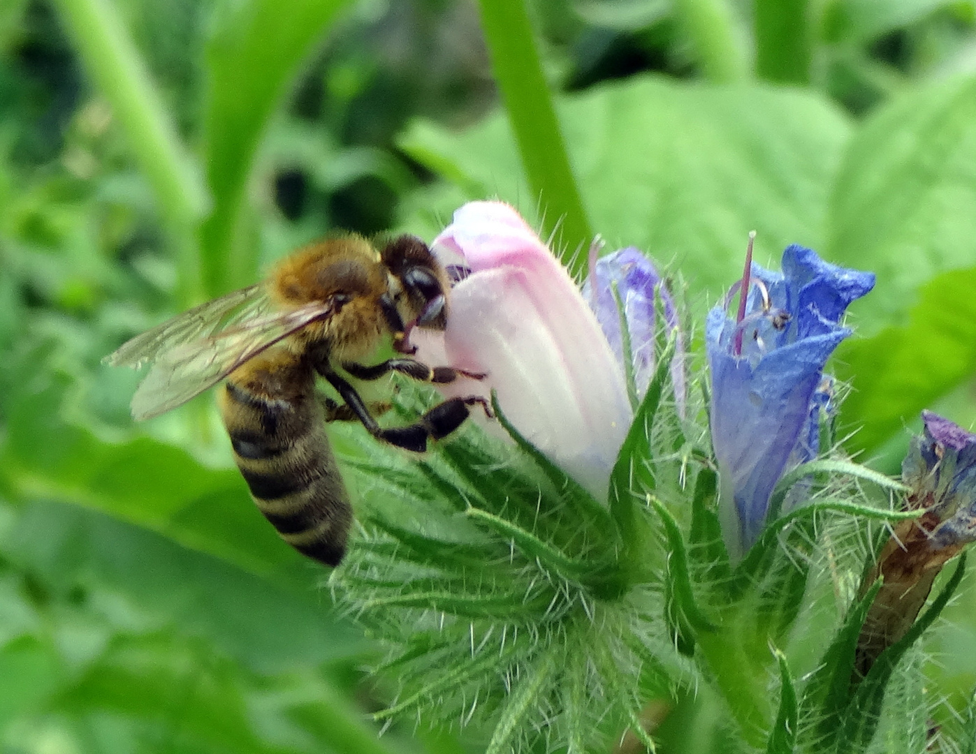 ein Gast in der Blumenwiese