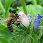 ein Gast in der Blumenwiese