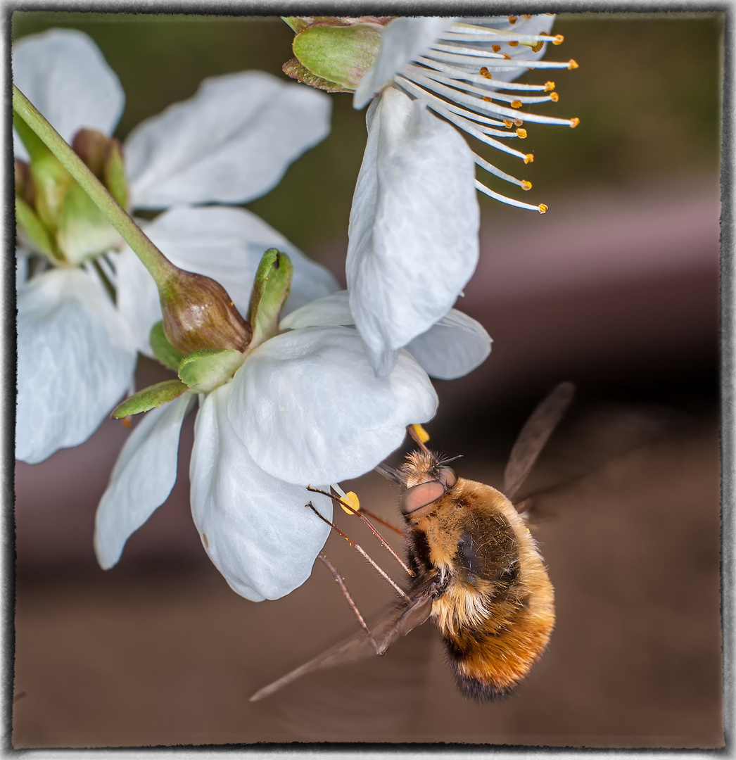 Ein Gast in der Kirschblüte