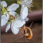 Ein Gast in der Kirschblüte