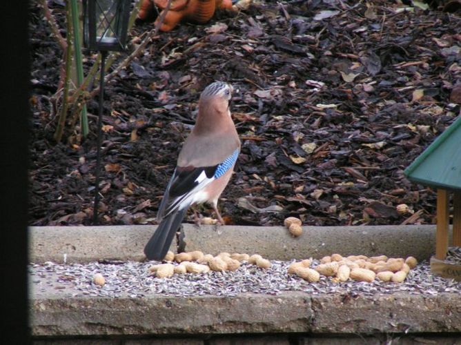 Ein Gast in Garten