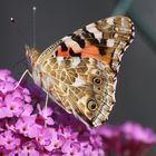 Ein Gast in unserem Garten