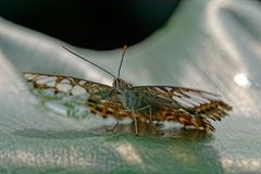 Ein Gaukler auf der Bühne des Waldes