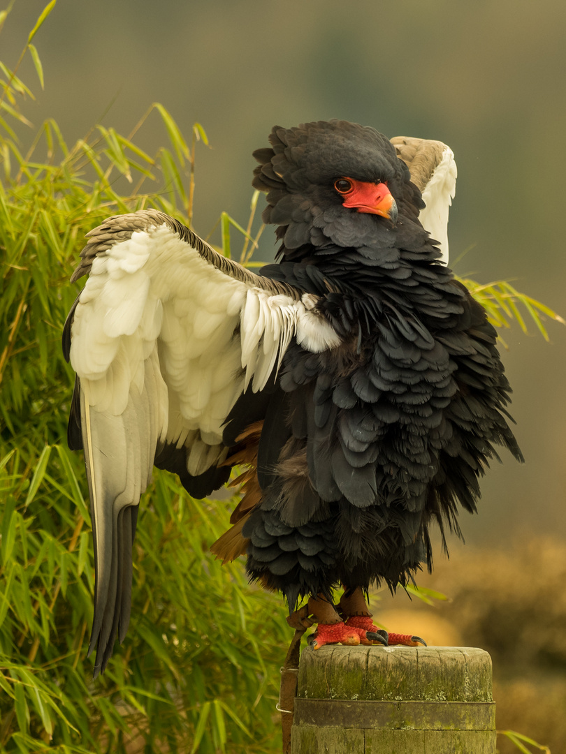 ein Gaukler beim Posing