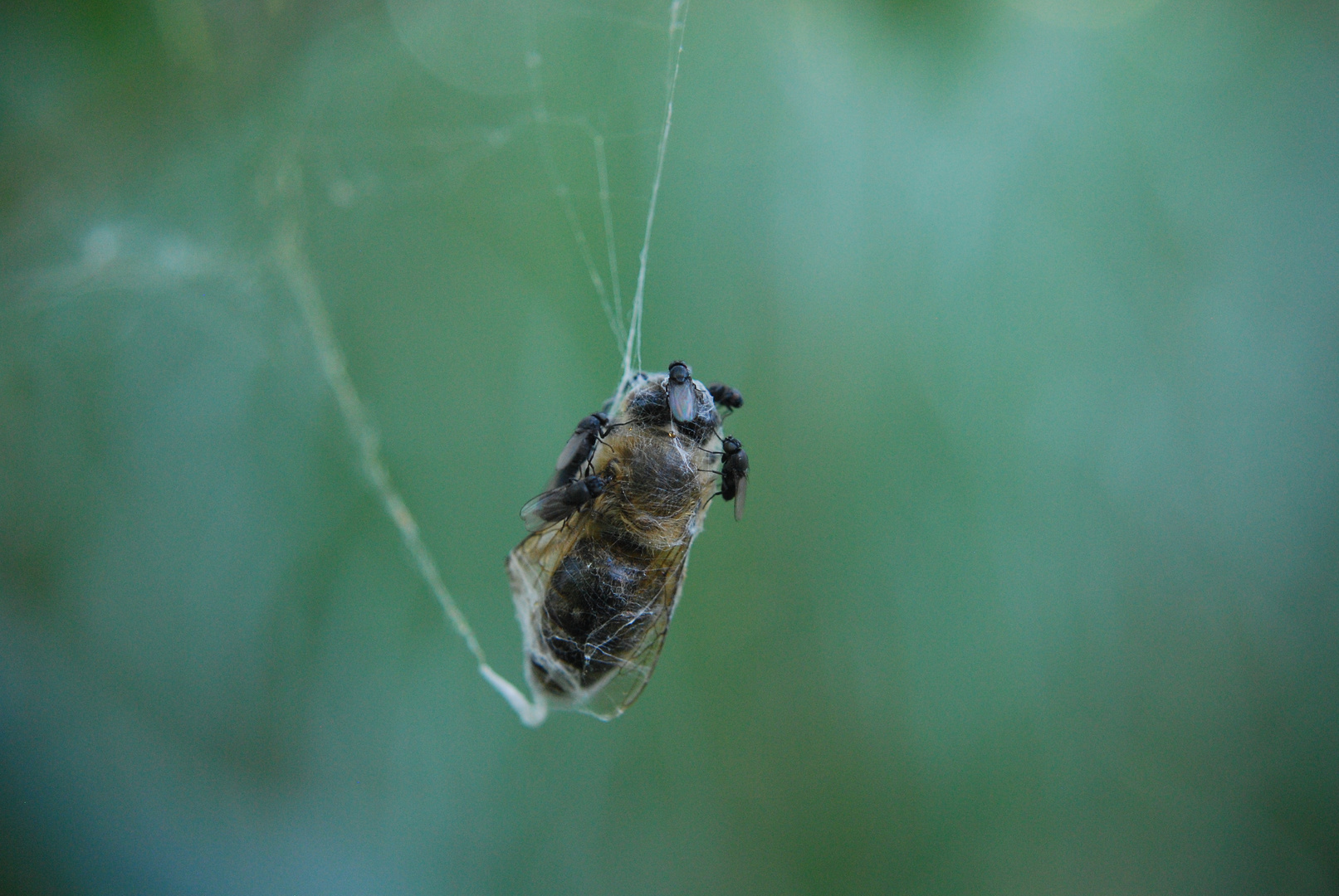 Ein Gaumenschmaus für Fliegen